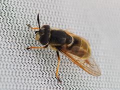 Callicera aurata