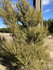 Kunzea serotina