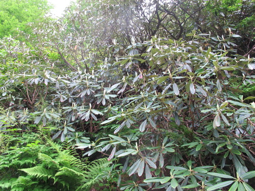 Rhododendron ungernii, photograph 5