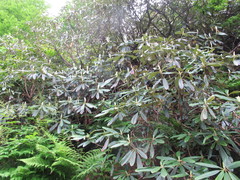 Rhododendron ungernii