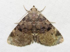 Metalectra quadrisignata