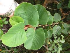 Annona senegalensis senegalensis