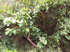 Annona senegalensis senegalensis