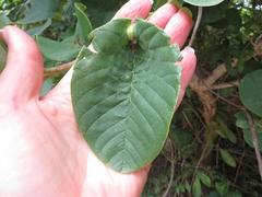 Annona senegalensis senegalensis
