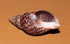 Afrocominella capensis simoniana