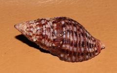 Afrocominella capensis simoniana