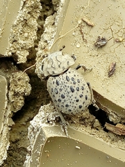 Coleoptera