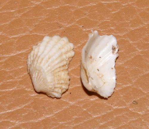 Thecalia concamerata