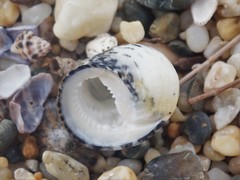 Nerita chamaeleon