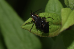 Polemius laticornis