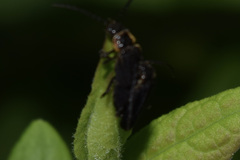 Polemius laticornis