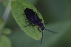 Polemius laticornis