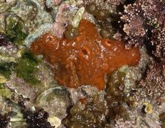 Hymeniacidon perlevis