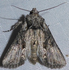 Lacinipolia sareta