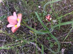 Moraea papilionacea