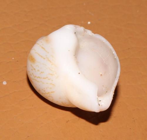 Melapium lineatum