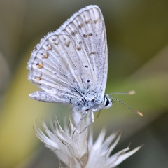 Polyommatus albicans