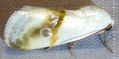 Ponometia virginalis