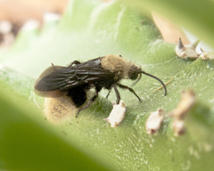 Dasymutilla eminentia