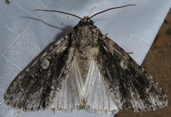 Acronicta liturata