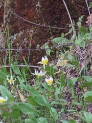 Erythronium multiscapideum
