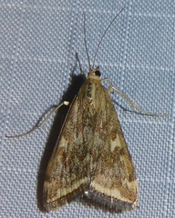 Loxostege munroealis