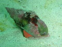 Lugubrilaria lugubris