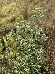 Eupatorium altissimum