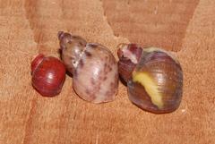 Tricolia kochii