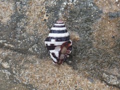 Engina zonalis