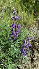 Lupinus albifrons collinus