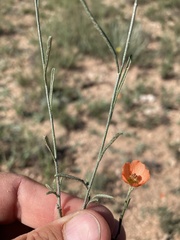 Sphaeralcea leptophylla
