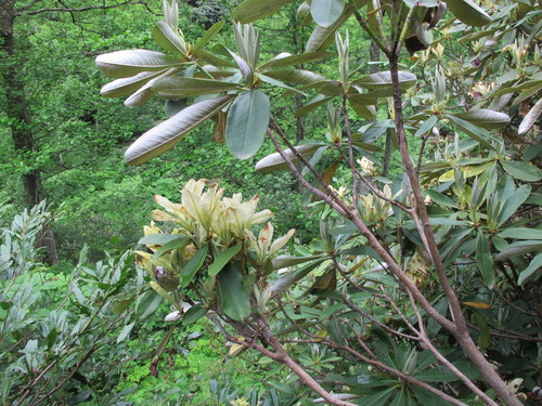 Ungerni's Rhododendron (Rhododendron ungernii)