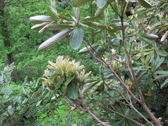 Rhododendron ungernii
