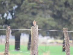 Zonotrichia capensis