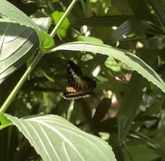 Parthenos sylvia philippensis