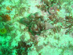 Crepidula porcellana