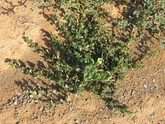 Tetragonia microptera