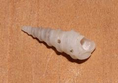 Turritella carinifera