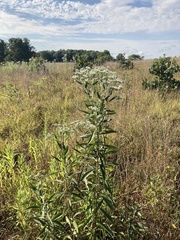 Eupatorium altissimum
