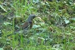 Turdus pilaris