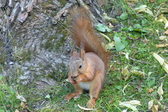 Sciurus vulgaris