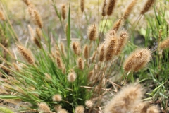 Polypogon