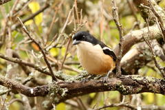Laniarius ferrugineus ferrugineus