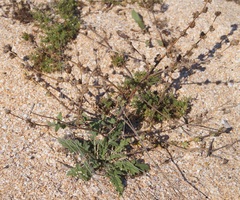 Verbascum pinnatifidum