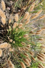 Polypogon
