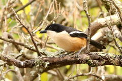 Laniarius ferrugineus ferrugineus