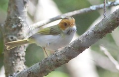 Abroscopus albogularis