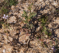 Cakile maritima euxina