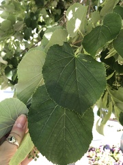 Tilia cordata